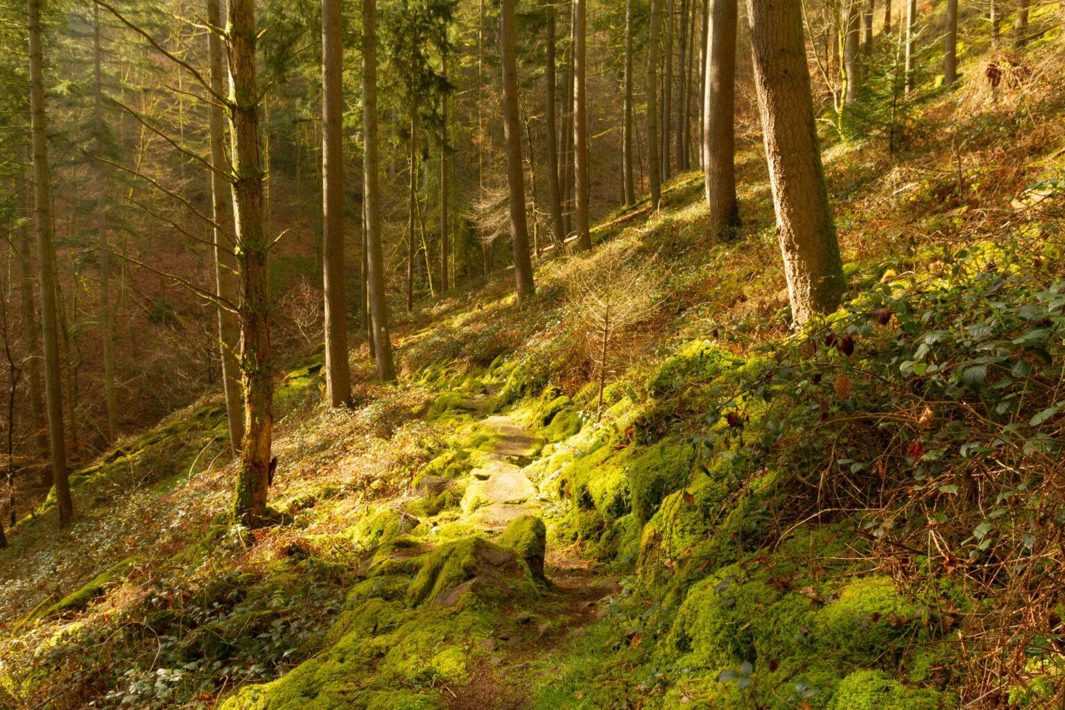 Mossy forest path bathed in morning sunlight
