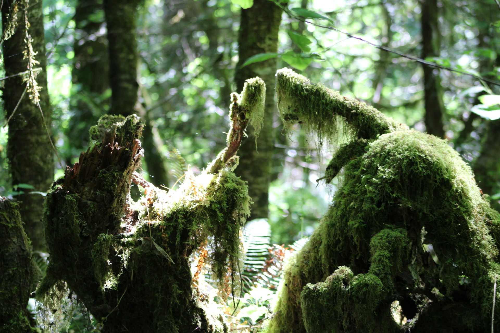 Ancient moss-covered tree roots in a verdant forest