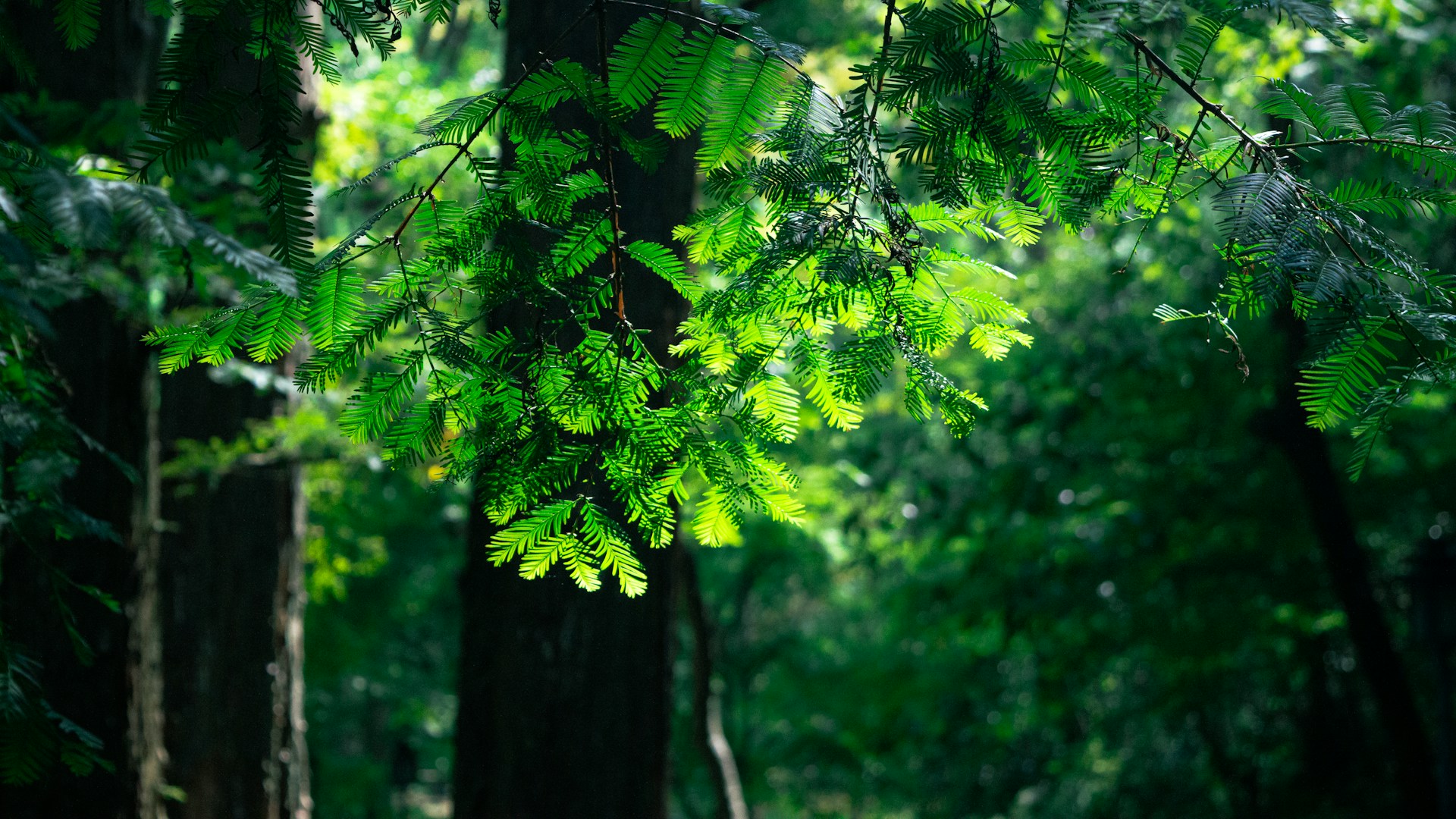 Golden sunlight filtering through fresh green forest leaves