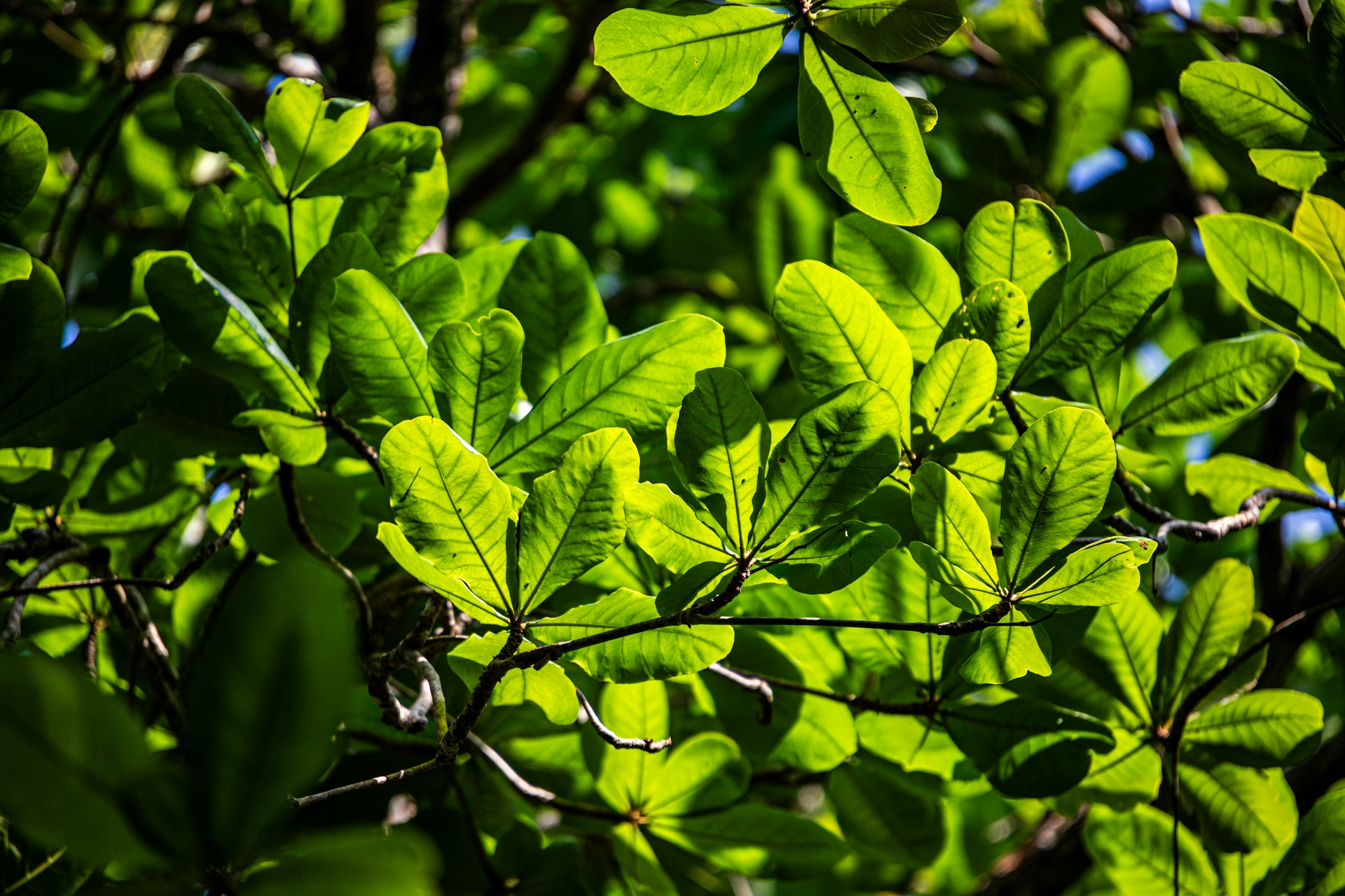 Close-up of vibrant green tropical leaves backlit by sunlight