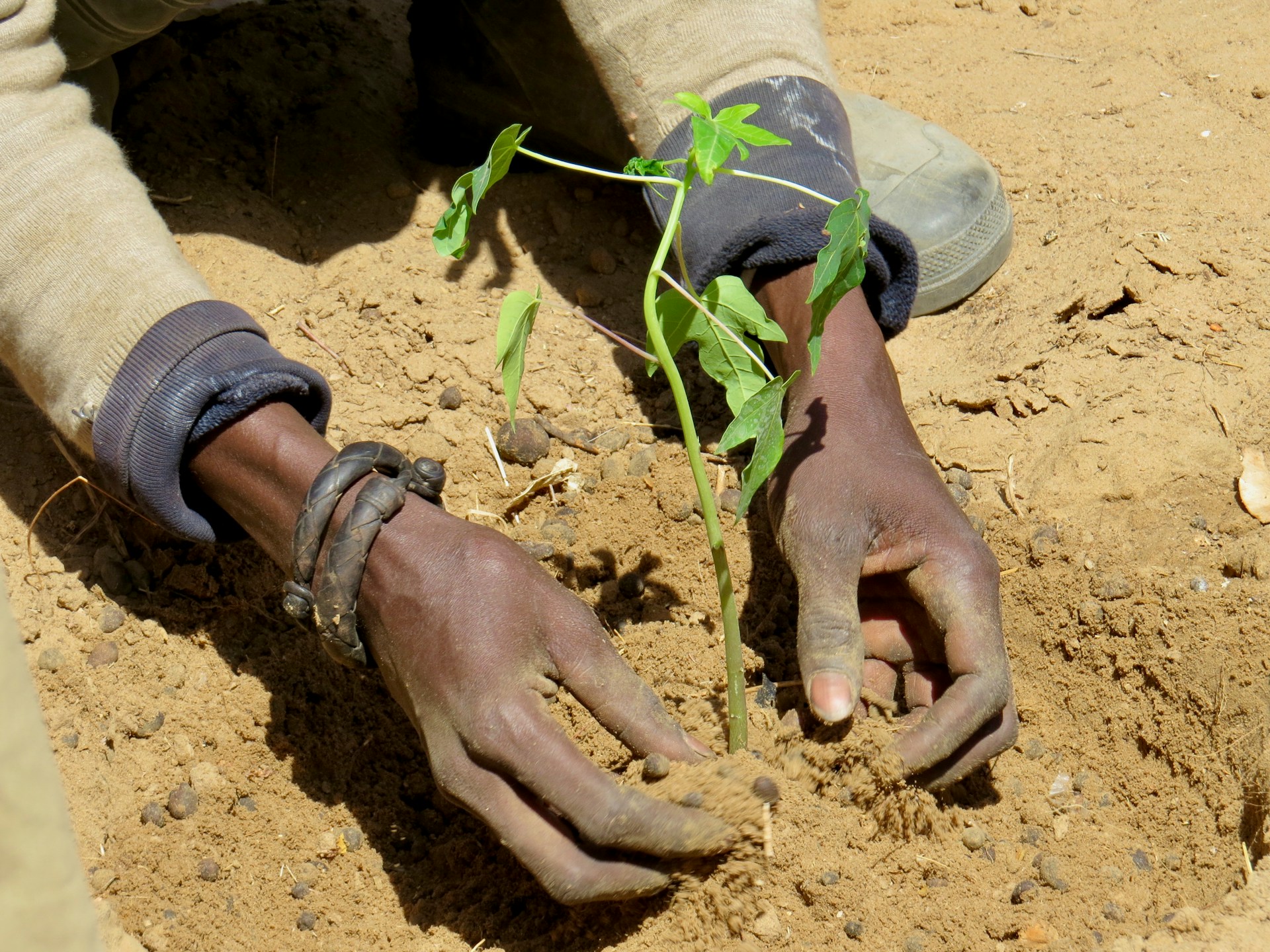 Helping hands planting a sapling as part of the Tolou Keur reforestation project